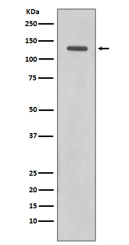 1 - Anti-Rad21 Rabbit Monoclonal Antibody ABO13621