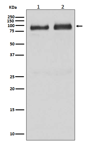 1 - Anti-B Raf Rabbit Monoclonal Antibody ABO13623