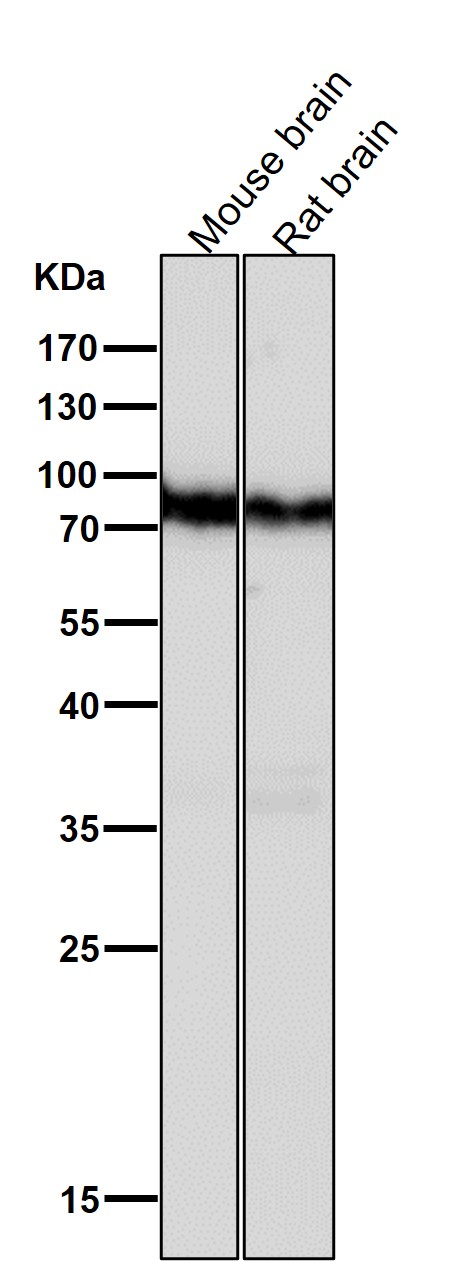 1 - Anti-B Raf Rabbit Monoclonal Antibody ABO13623