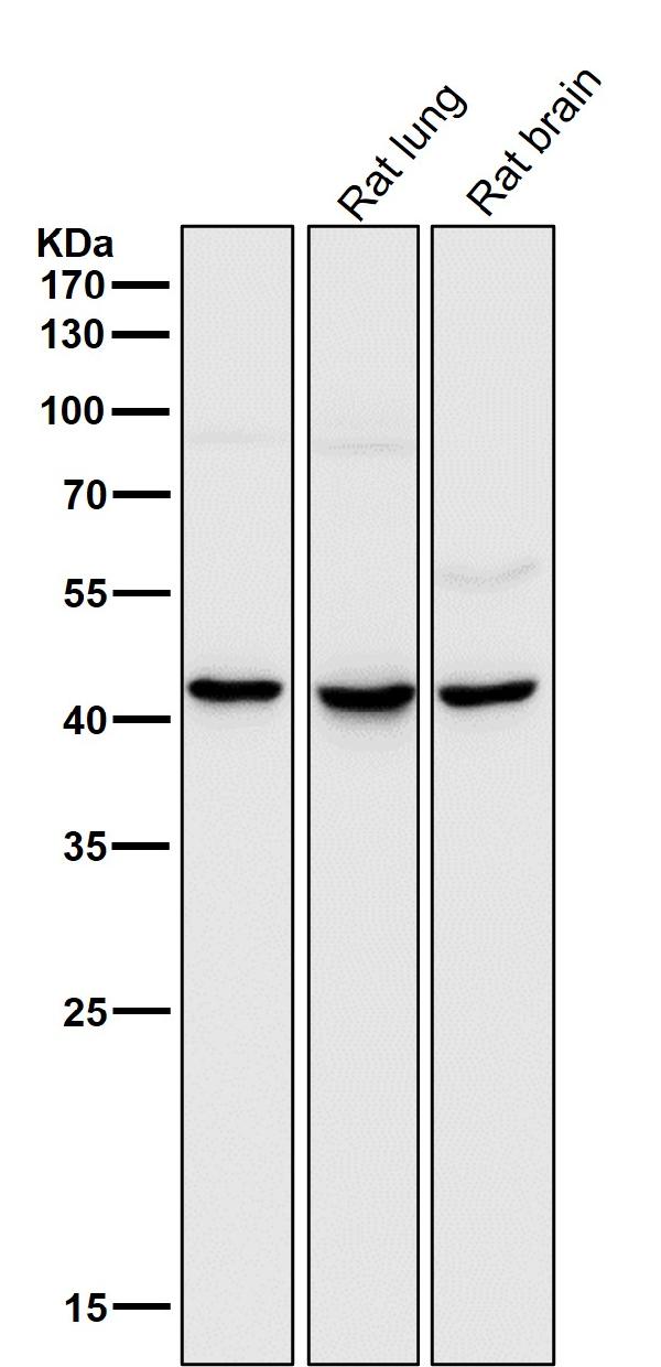 1 - Anti-MMP12 Rabbit Monoclonal Antibody ABO13628