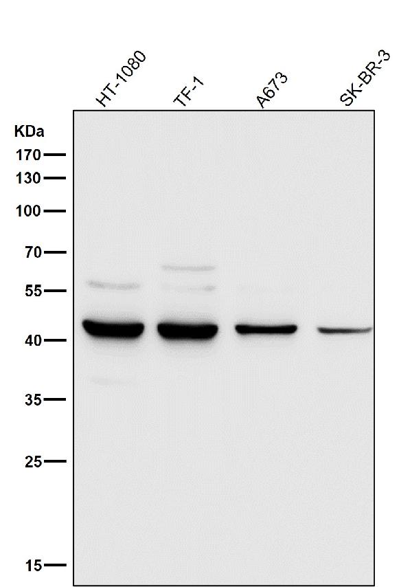 1 - Anti-MMP12 Rabbit Monoclonal Antibody ABO13628