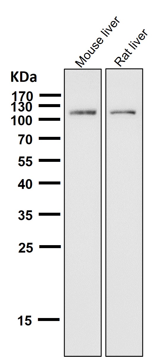 1 - Anti-ABCG1 Rabbit Monoclonal Antibody ABO13629