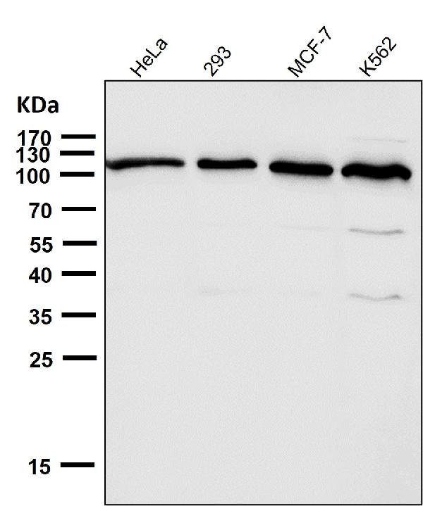1 - Anti-ABCG1 Rabbit Monoclonal Antibody ABO13629