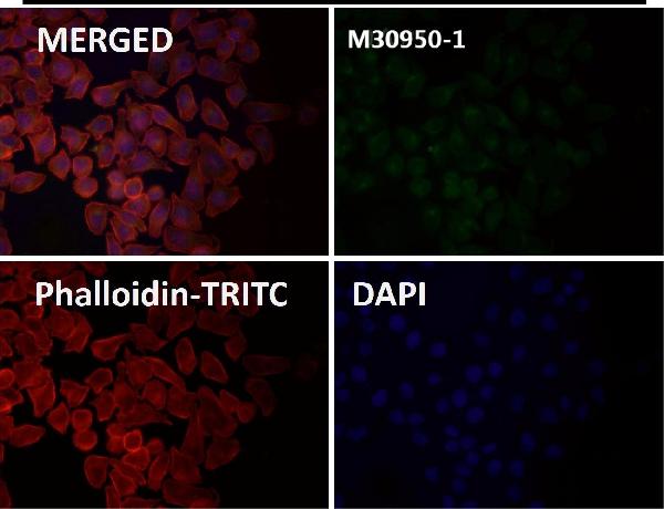 1 - Anti-EpCAM/Trop1 Rabbit Monoclonal Antibody ABO13630