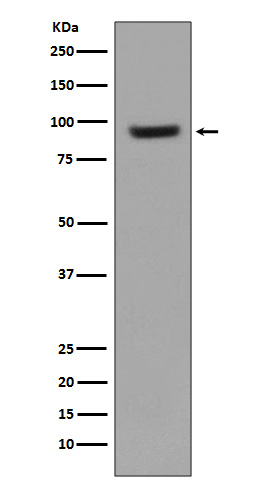 1 - Anti-ICAM1/Cd54 Rabbit Monoclonal Antibody ABO13631