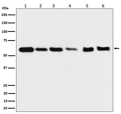 1 - Anti-Hsp60 HSPD1 Rabbit Monoclonal Antibody ABO13632
