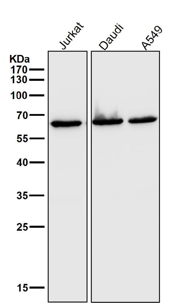 1 - Anti-Hsp60 HSPD1 Rabbit Monoclonal Antibody ABO13632