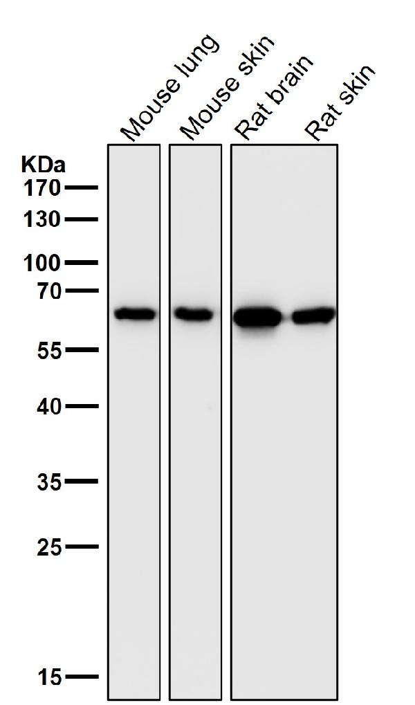 1 - Anti-Hsp60 HSPD1 Rabbit Monoclonal Antibody ABO13632