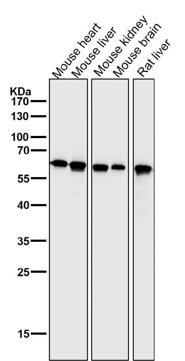 1 - Anti-Hsp60 HSPD1 Rabbit Monoclonal Antibody ABO13632