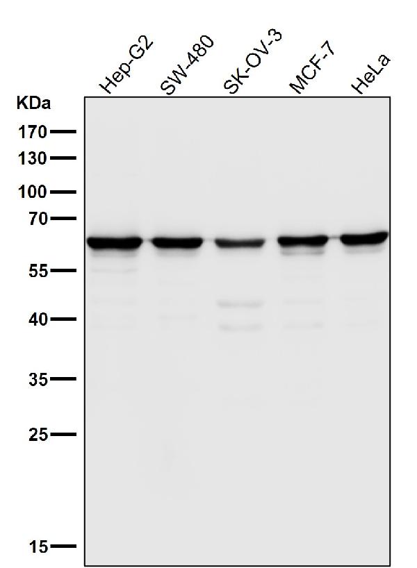 1 - Anti-Hsp60 HSPD1 Rabbit Monoclonal Antibody ABO13632