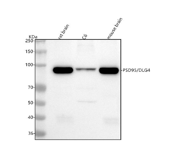 1 - Anti-PSD95 DLG4 Rabbit Monoclonal Antibody ABO13633