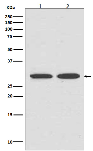 1 - Anti-VDAC1/Porin Rabbit Monoclonal Antibody ABO13634