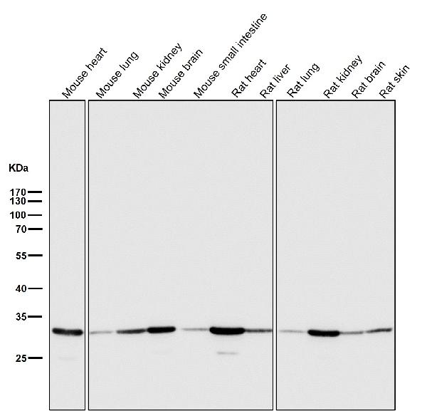 1 - Anti-VDAC1/Porin Rabbit Monoclonal Antibody ABO13634