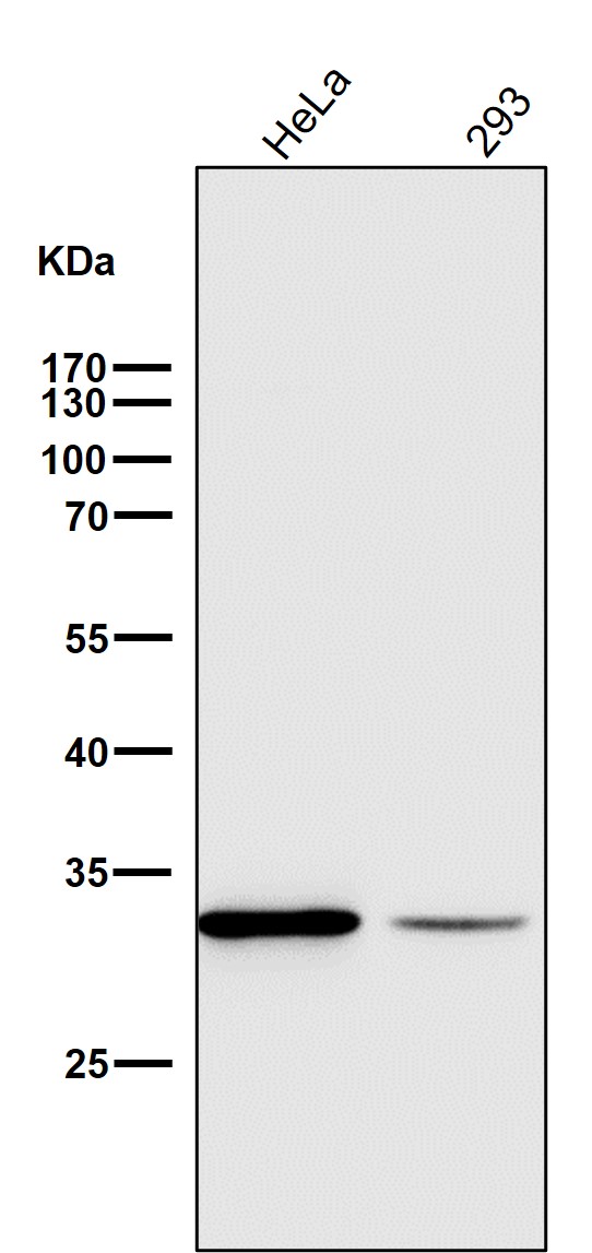 1 - Anti-VDAC1/Porin Rabbit Monoclonal Antibody ABO13634