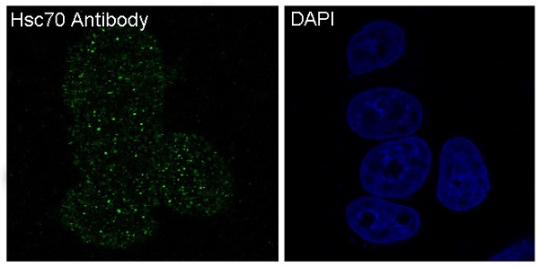 3 - Anti-Hsc70 HSPA8 Rabbit Monoclonal Antibody ABO13635