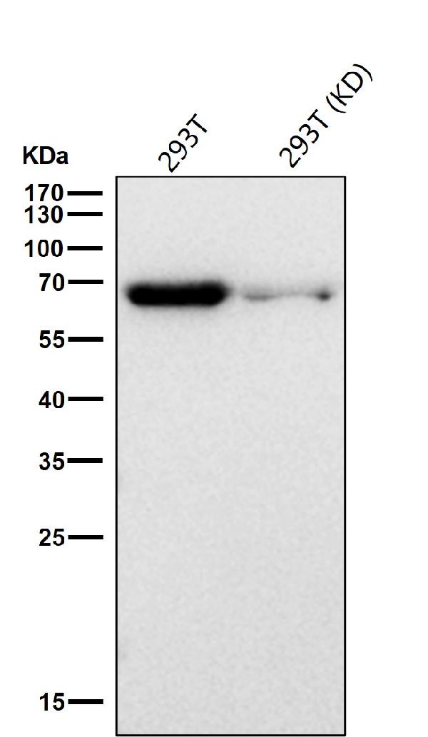 1 - Anti-Hsc70 HSPA8 Rabbit Monoclonal Antibody ABO13635