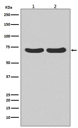 1 - Anti-Hsc70 HSPA8 Rabbit Monoclonal Antibody ABO13635