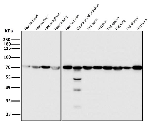 1 - Anti-Hsc70 HSPA8 Rabbit Monoclonal Antibody ABO13635