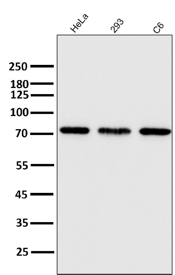 1 - Anti-Hsc70 HSPA8 Rabbit Monoclonal Antibody ABO13635
