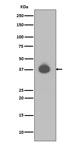 1 - Anti-DUSP6/Mkp 3 Rabbit Monoclonal Antibody ABO13636