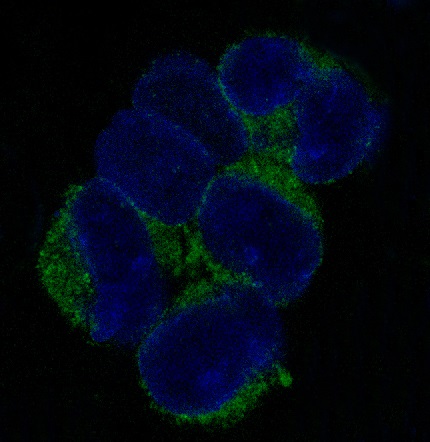 3 - Anti-VCAM1/Cd106 Rabbit Monoclonal Antibody ABO13637
