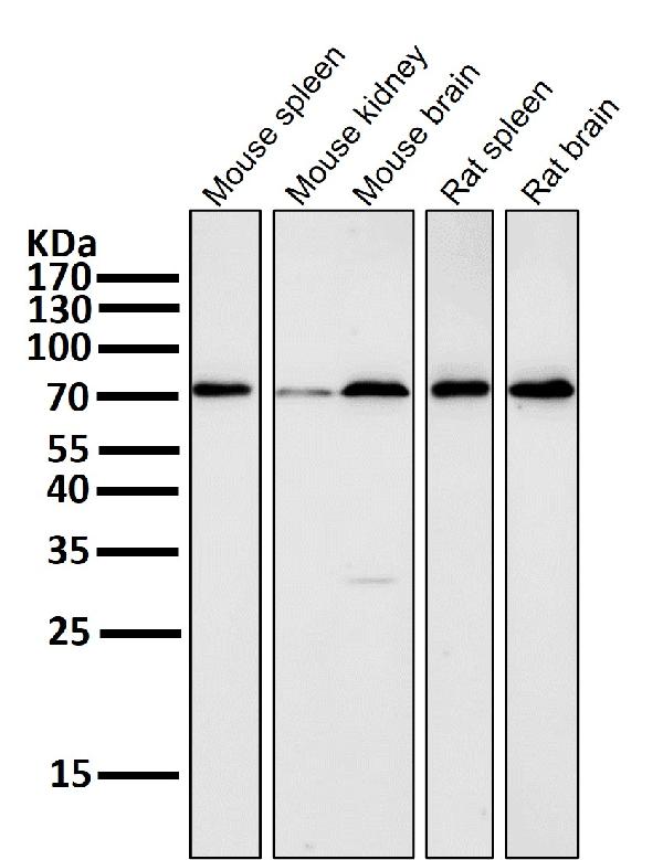 1 - Anti-PRMT5 Rabbit Monoclonal Antibody ABO13639