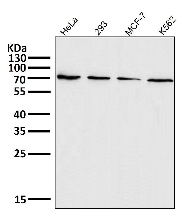 1 - Anti-PRMT5 Rabbit Monoclonal Antibody ABO13639