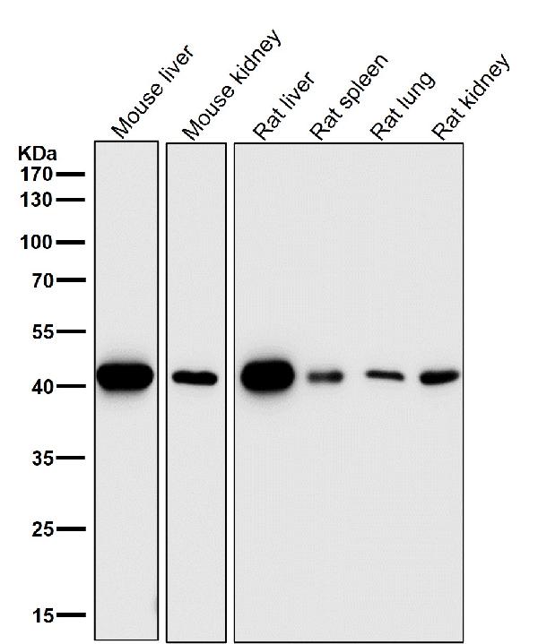 1 - Anti-Fos B Rabbit Monoclonal Antibody ABO13641