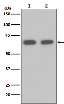 1 - Anti-Hsp70 HSPA1A Rabbit Monoclonal Antibody ABO13643