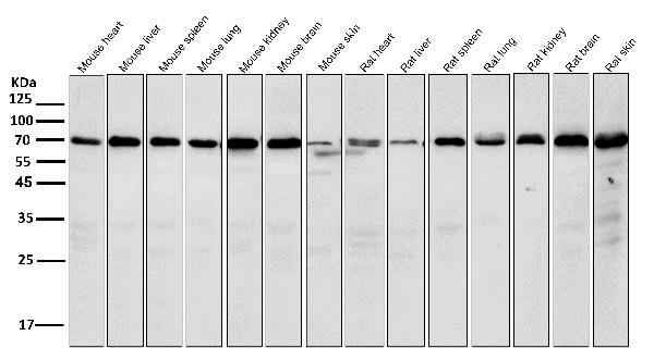 1 - Anti-Hsp70 HSPA1A Rabbit Monoclonal Antibody ABO13643