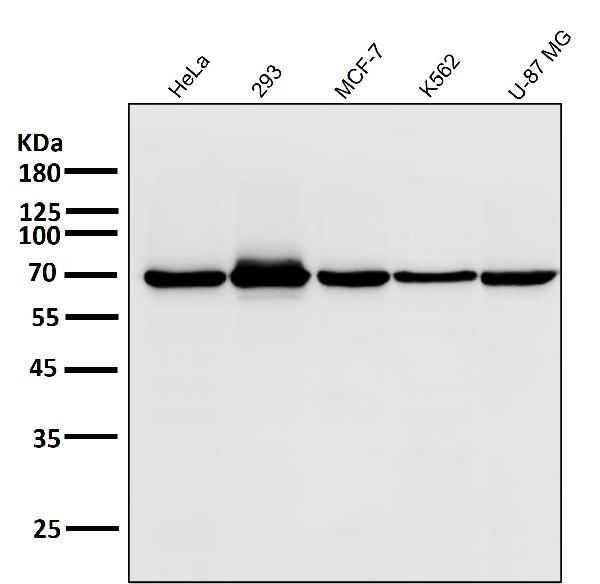 1 - Anti-Hsp70 HSPA1A Rabbit Monoclonal Antibody ABO13643