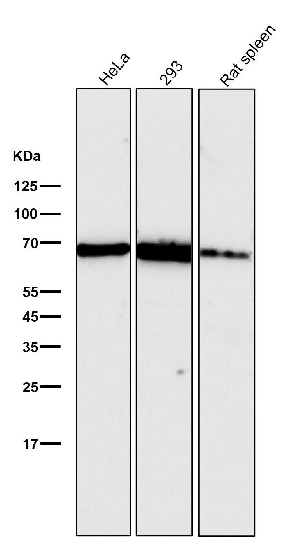 1 - Anti-Hsp70 HSPA1A Rabbit Monoclonal Antibody ABO13643