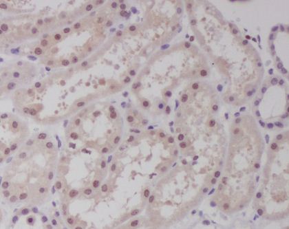 2 - Anti-c-Maf Rabbit Monoclonal Antibody ABO13644