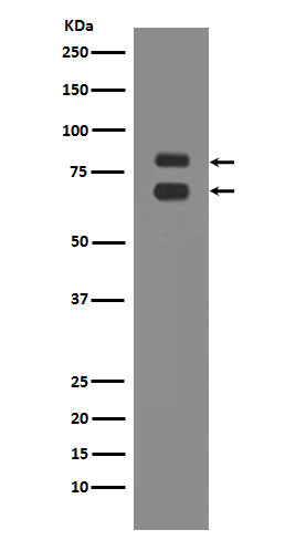 1 - Anti-ASH2L Rabbit Monoclonal Antibody ABO13646