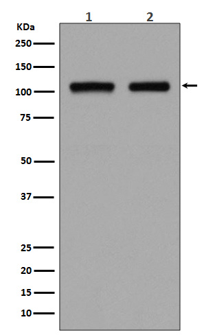1 - Anti-DGCR8 Rabbit Monoclonal Antibody ABO13647