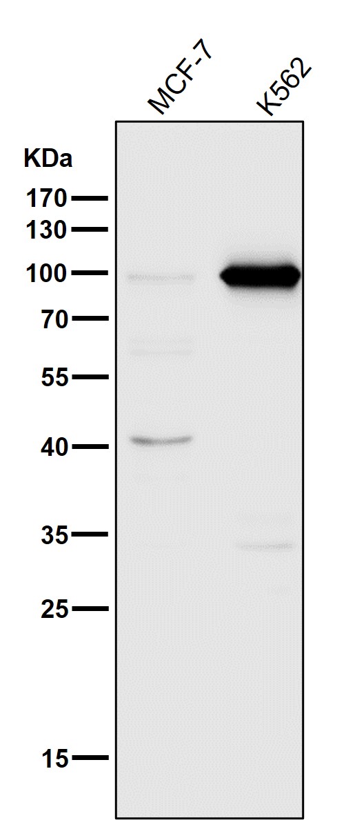 1 - Anti-DGCR8 Rabbit Monoclonal Antibody ABO13647