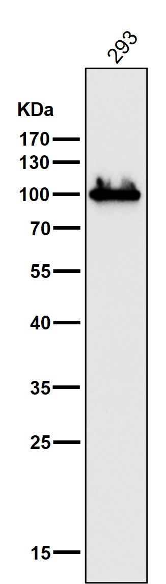 1 - Anti-DGCR8 Rabbit Monoclonal Antibody ABO13647
