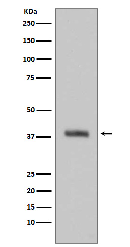 1 - Anti-HTRA2/Omi Rabbit Monoclonal Antibody ABO13649