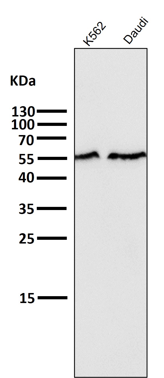 1 - Anti-Smad2 Rabbit Monoclonal Antibody ABO13650