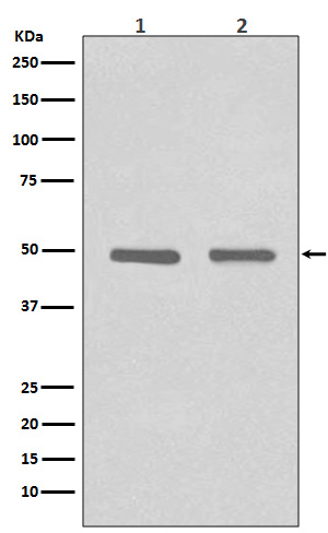 1 - Anti-HDAC3 Rabbit Monoclonal Antibody ABO13651