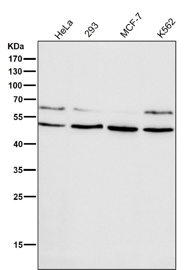 1 - Anti-HDAC3 Rabbit Monoclonal Antibody ABO13651