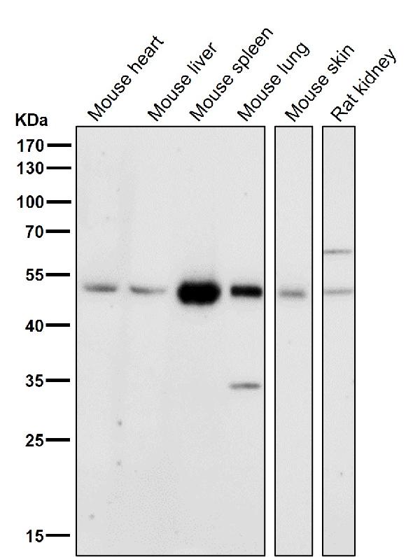 1 - Anti-HDAC3 Rabbit Monoclonal Antibody ABO13651