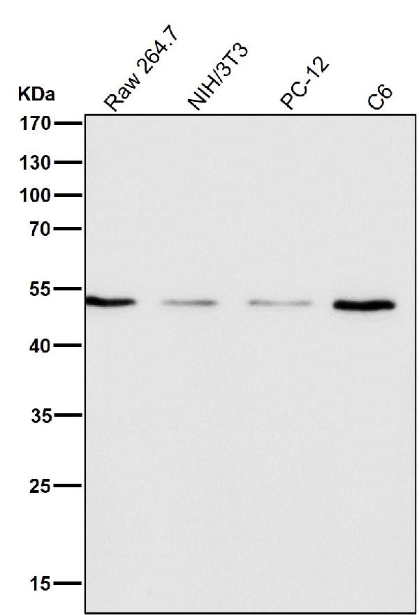 1 - Anti-HDAC3 Rabbit Monoclonal Antibody ABO13651