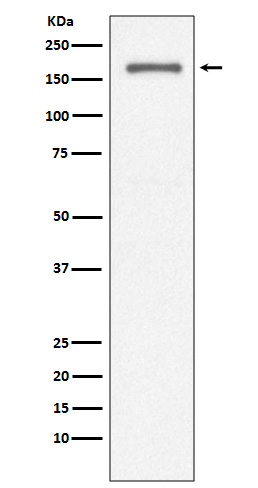 1 - Anti-CD11a ITGAL Rabbit Monoclonal Antibody ABO13652