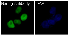 3 - Anti-Nanog Rabbit Monoclonal Antibody ABO13655