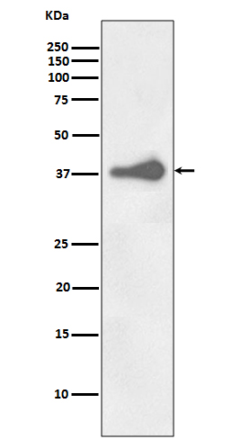 1 - Anti-Nanog Rabbit Monoclonal Antibody ABO13655