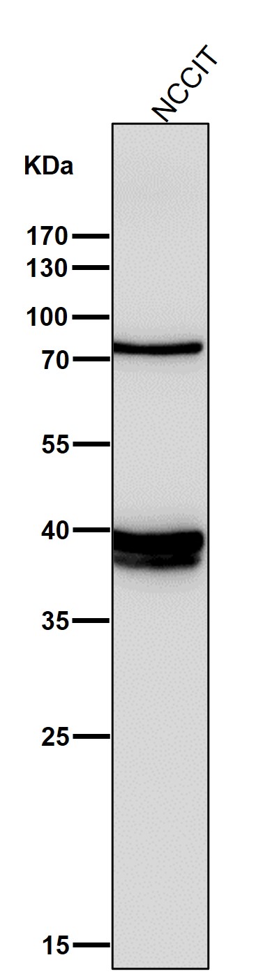 1 - Anti-Nanog Rabbit Monoclonal Antibody ABO13655