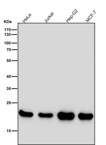 1 - Anti-PEBP1/Pbp Rabbit Monoclonal Antibody ABO13656
