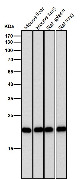 1 - Anti-PEBP1/Pbp Rabbit Monoclonal Antibody ABO13656