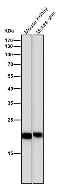 1 - Anti-PEBP1/Pbp Rabbit Monoclonal Antibody ABO13656